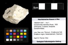 Foto (Objekt + Etiketten) von Goniodromites bidentatus (Reuss, 1859) 